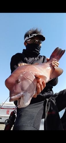 コブダイの釣果