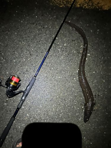 アナゴの釣果