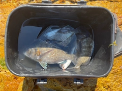 チヌの釣果