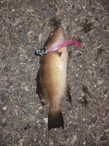オオモンハタの釣果