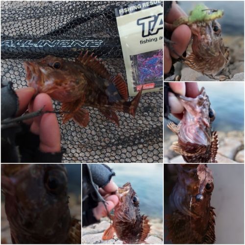 ガシラの釣果