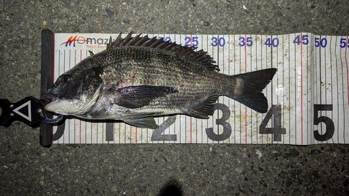 チヌの釣果