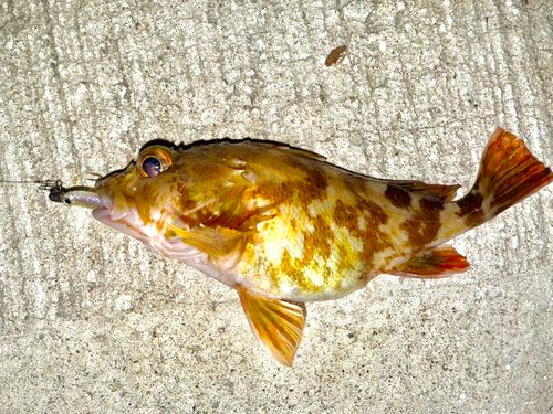 カサゴの釣果