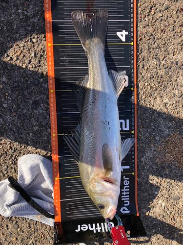 フッコ（マルスズキ）の釣果