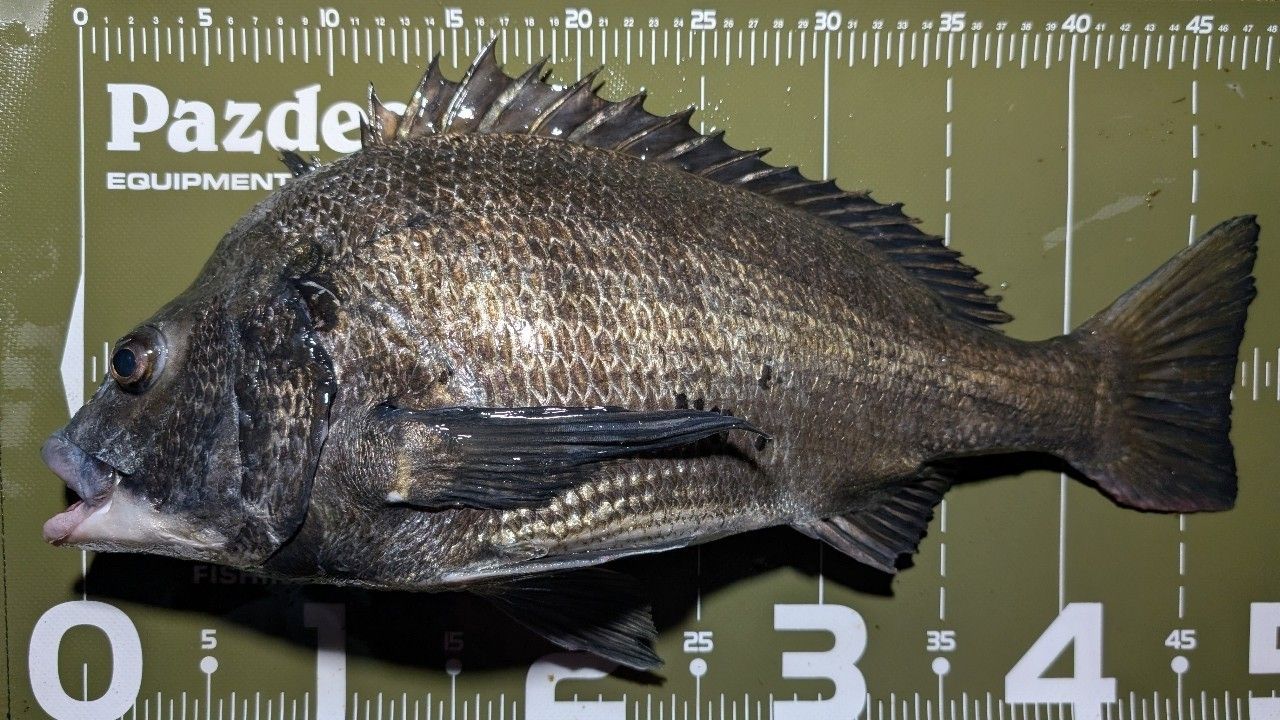 SHIMANO 20ルナミス S100MLの最安値・インプレ・釣果 | 本音の口コミが