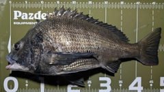 クロダイの釣果