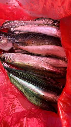 マイワシの釣果