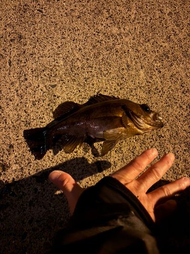 メバルの釣果