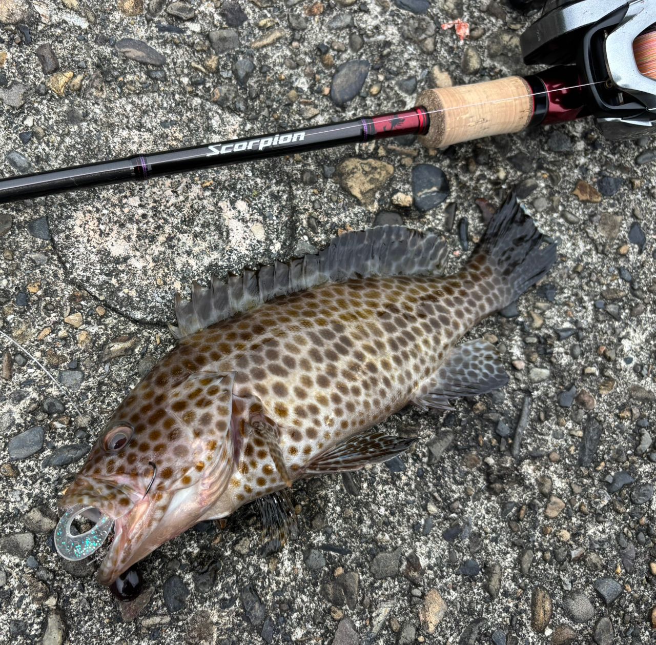 SHIMANO 19スコーピオン 1702R-2の最安値・インプレ・釣果 | 本音の