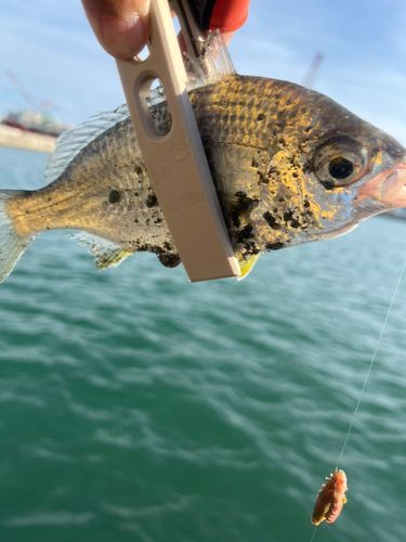 クロサギの釣果