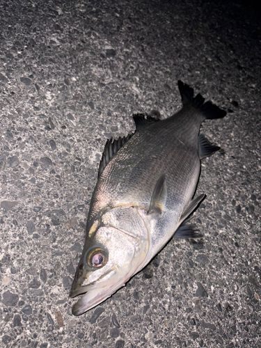 ヒラスズキの釣果