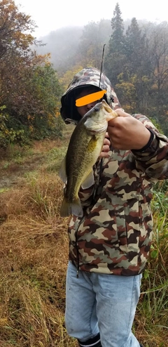 ラージマウスバスの釣果