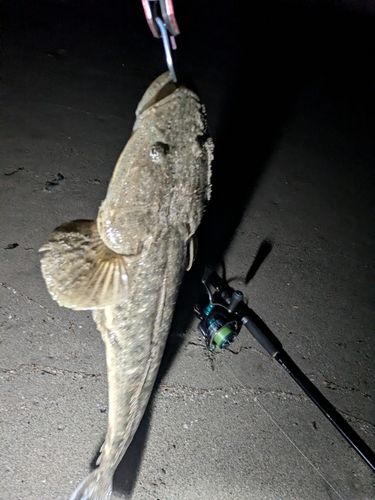 マゴチの釣果