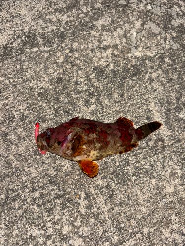 ヨロイメバルの釣果