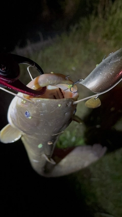 ナマズの釣果