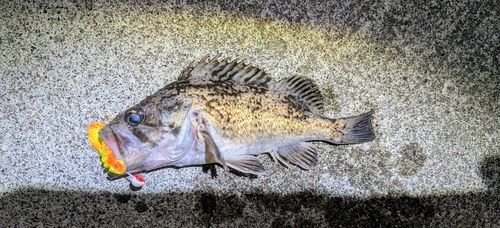 クロソイの釣果