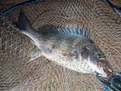 キビレの釣果