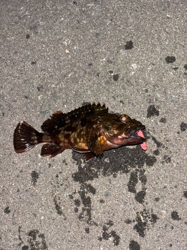 カサゴの釣果