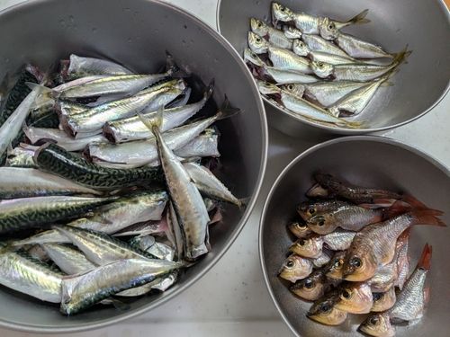 サバの釣果