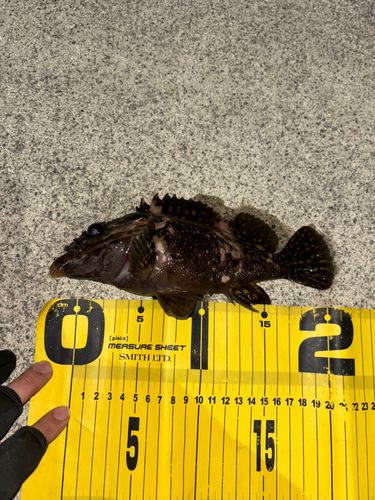 ムラソイの釣果