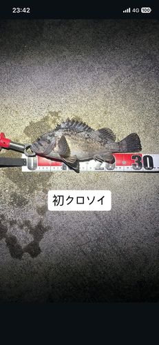 クロソイの釣果