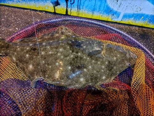 ヒラメの釣果
