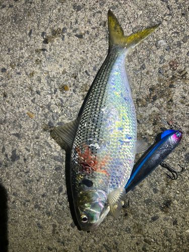 コノシロの釣果