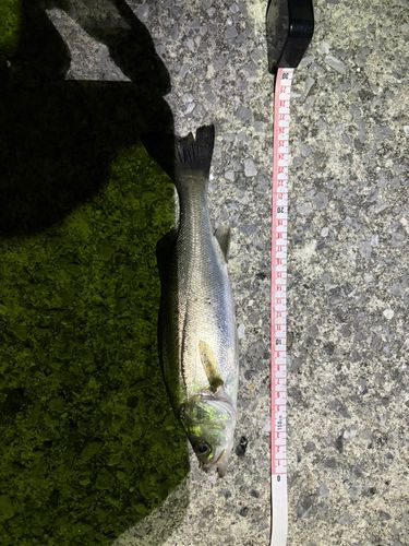 セイゴ（マルスズキ）の釣果