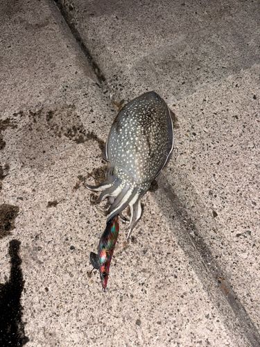 シリヤケイカの釣果