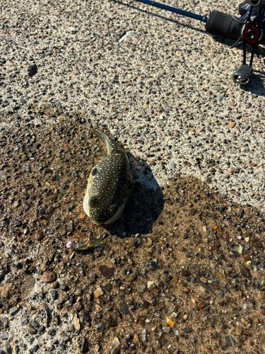 クサフグの釣果