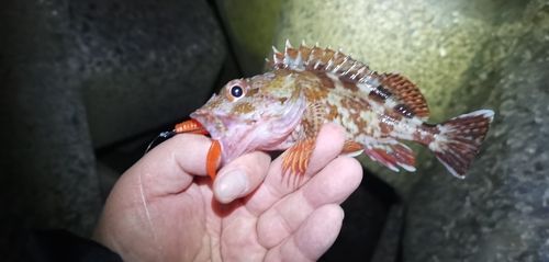 ガシラの釣果