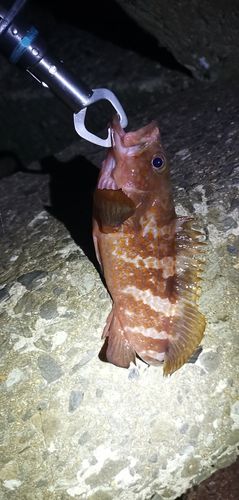 アコウの釣果