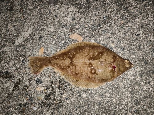 カレイの釣果