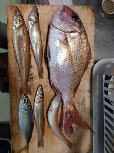 マダイの釣果