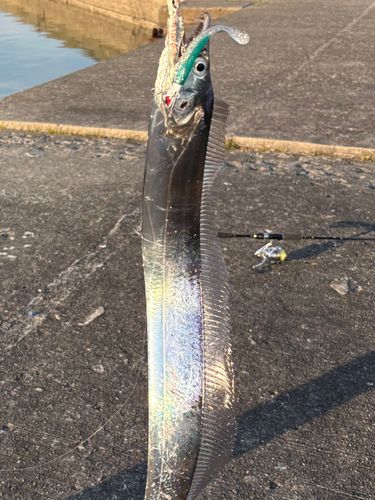 タチウオの釣果