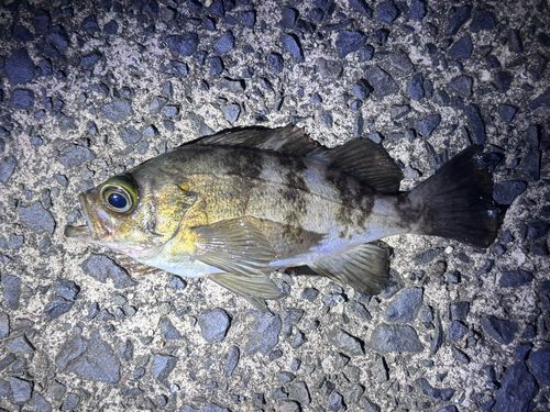 メバルの釣果