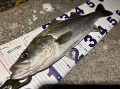 シーバスの釣果
