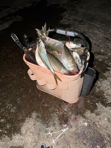 マアジの釣果