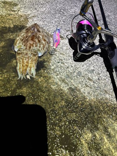 コウイカの釣果