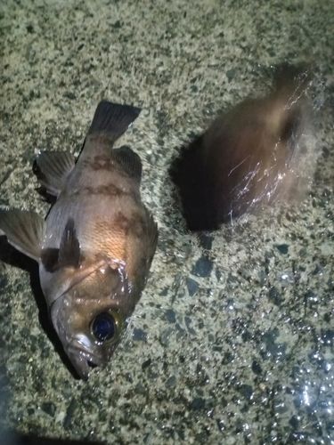 メバルの釣果
