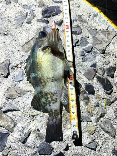 シロメバルの釣果