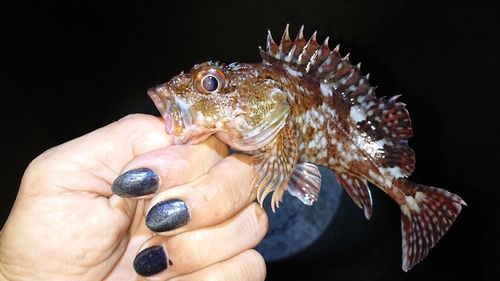 カサゴの釣果