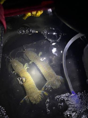 シャコエビの釣果