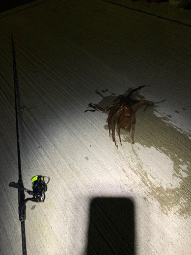 タコの釣果