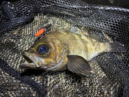 メバルの釣果