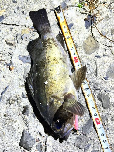 シロメバルの釣果