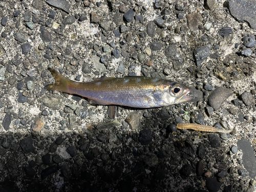 アカムツの釣果