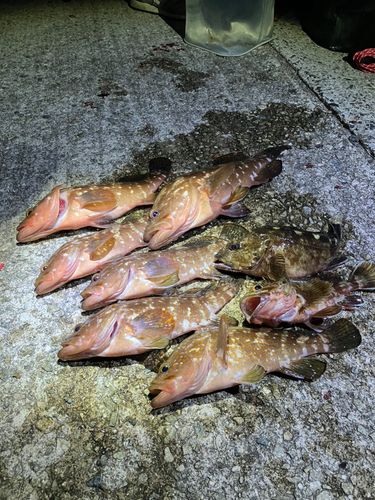 アコウの釣果