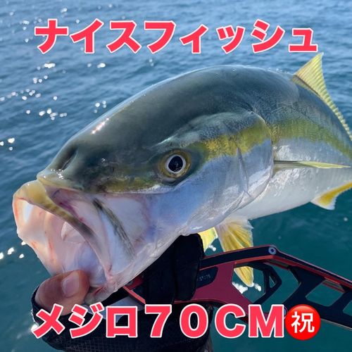 メジロの釣果
