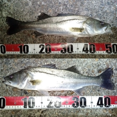 フッコ（マルスズキ）の釣果